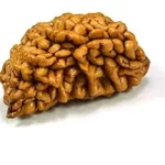 1 mukhi rudraksha kaju dana