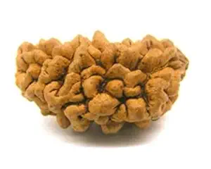 1 Mukhi Rudraksha