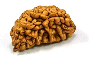 1 mukhi rudraksha kaju dana