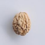 3 mukhi rudraksha
