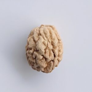 3 Mukhi Rudraksha