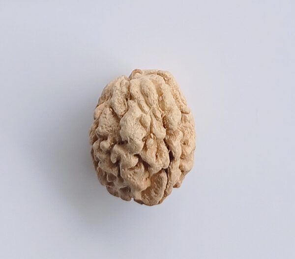 3 mukhi rudraksha