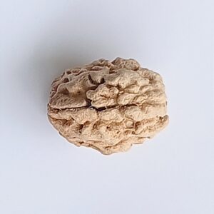 3 Mukhi Rudraksha