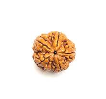 5 Mukhi Rudraksha