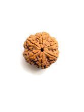 6 Mukhi Rudraksha