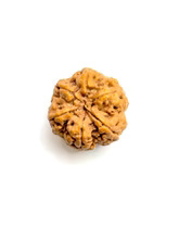 6 Mukhi Rudraksha