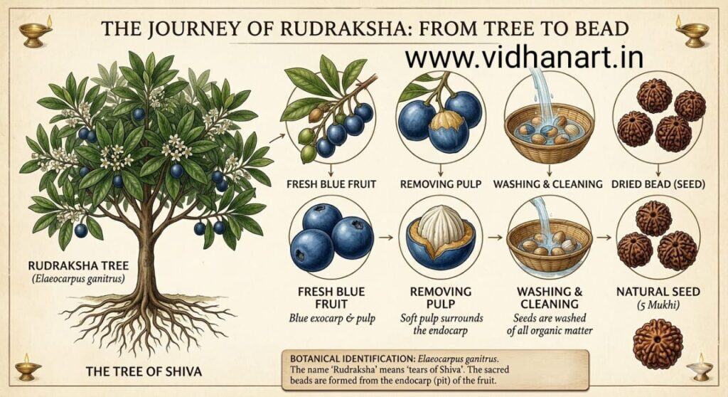 Elaeocarpus ganitrus tree fruit and Rudraksha bead stages