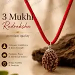 3 Mukhi Rudraksha