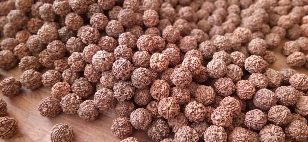 Original 5 Mukhi Rudraksha bead showing natural lines and texture