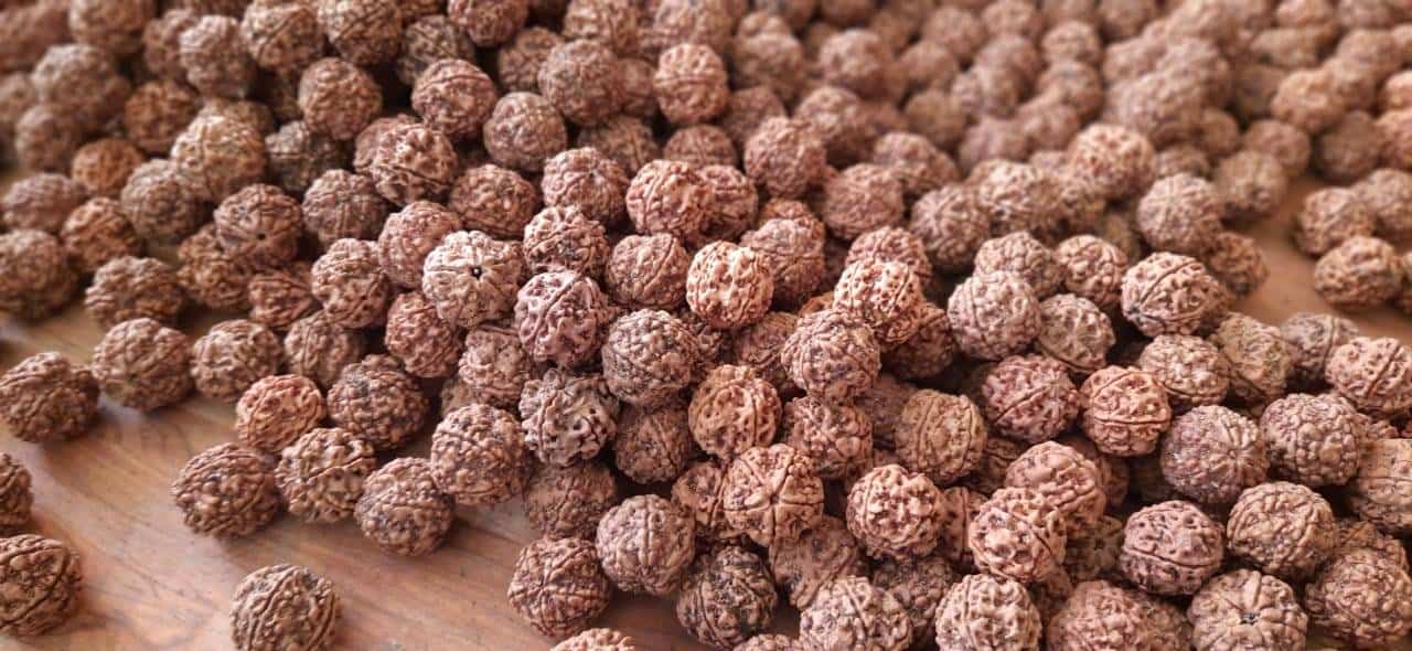 Original 5 Mukhi Rudraksha bead showing natural lines and texture