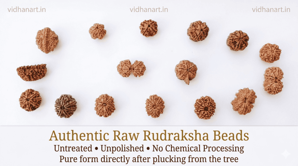 Different natural variations of 1 to 14 Mukhi Rudraksha beads showing shape, texture and size differences