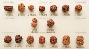 All types of Rudraksha beads 1 to 14 Mukhi with Gauri Shankar and Ganesh Rudraksha displayed in sequence for identification