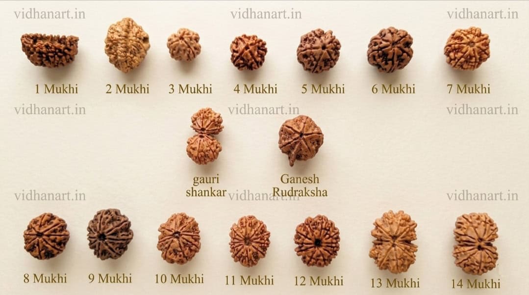 All types of Rudraksha beads 1 to 14 Mukhi with Gauri Shankar and Ganesh Rudraksha displayed in sequence for identification