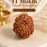 Original 11 Mukhi Nepali Rudraksha Natural Bead with Clearly Defined 11 Mukhis