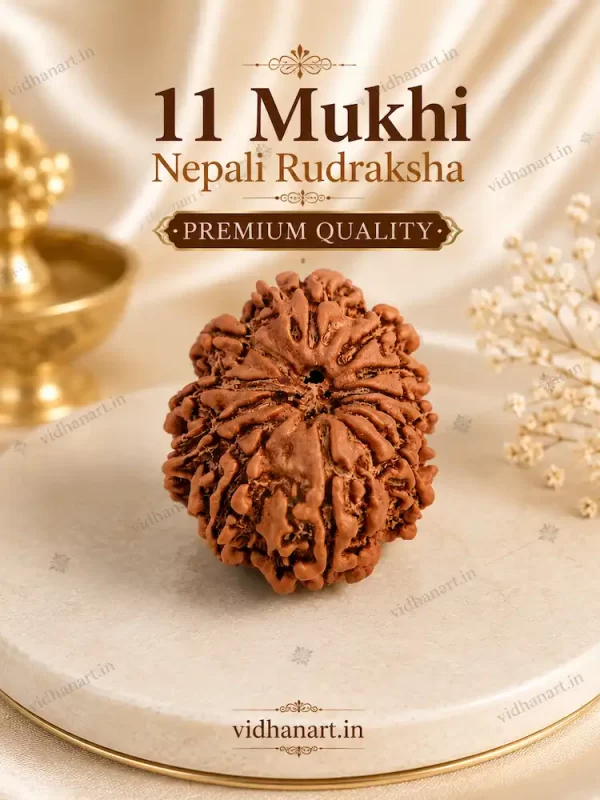 Original 11 Mukhi Nepali Rudraksha Natural Bead with Clearly Defined 11 Mukhis