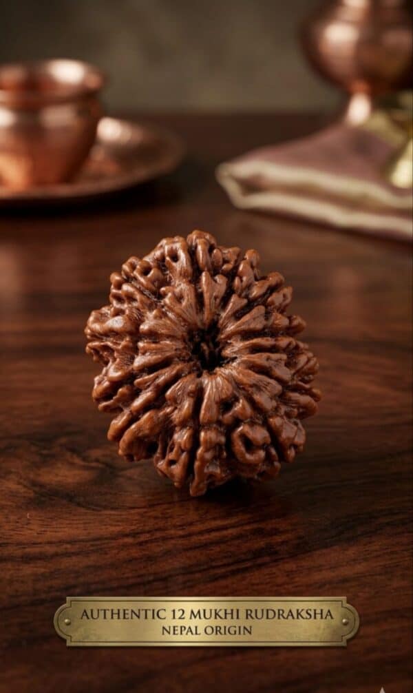 Original 12 Mukhi Nepali Rudraksha bead with natural lines and texture