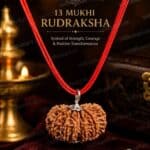 13 mukhi Rudraksha