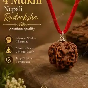 Original 4 Mukhi Nepali Rudraksha front view with four natural faces
