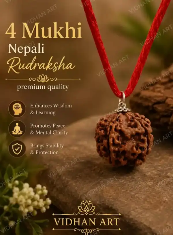 Original 4 Mukhi Nepali Rudraksha front view with four natural faces