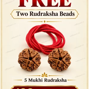 Free 5 Mukhi Rudraksha